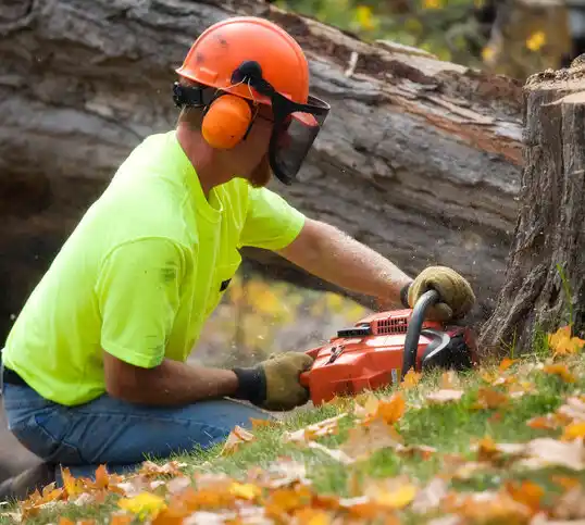 tree services Mound